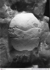 Historisches Foto von Pithonoton sp. (NHMW-AFW-GEO-BACHMAYER-FOTO-1990-0041-0250)
